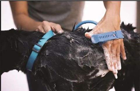 Manguera de Ducha para Mascotas